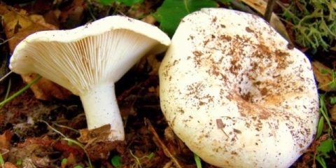 Suhe dojke (bijelo opterećenje): fotografija i opis, koristi i štete, razlika od sirovih gljiva